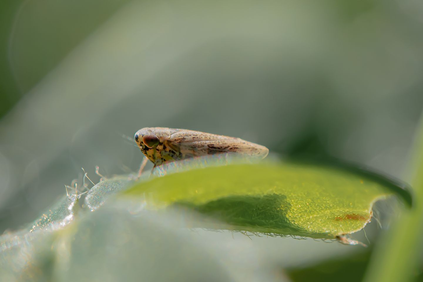 Identificazione Cicadellidae