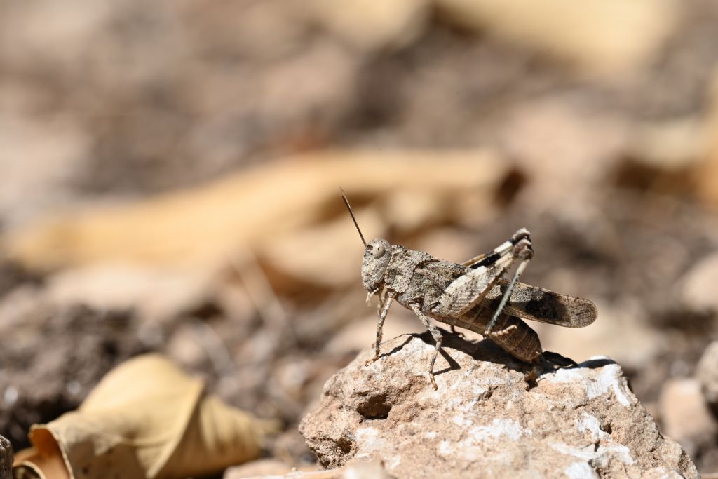 Identificazione cavalletta