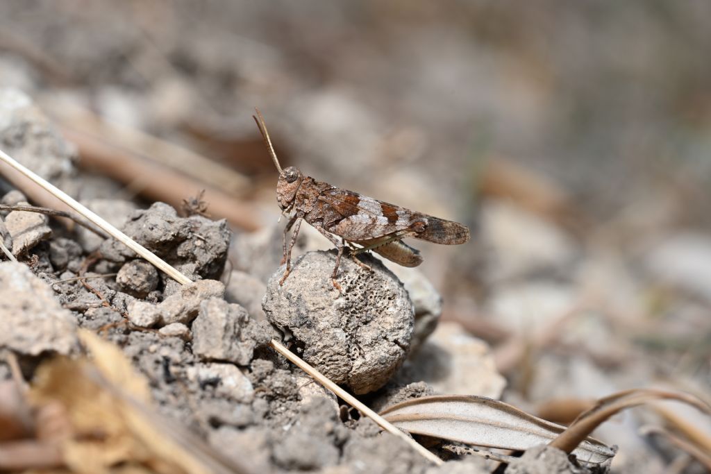 Identificazione cavalletta