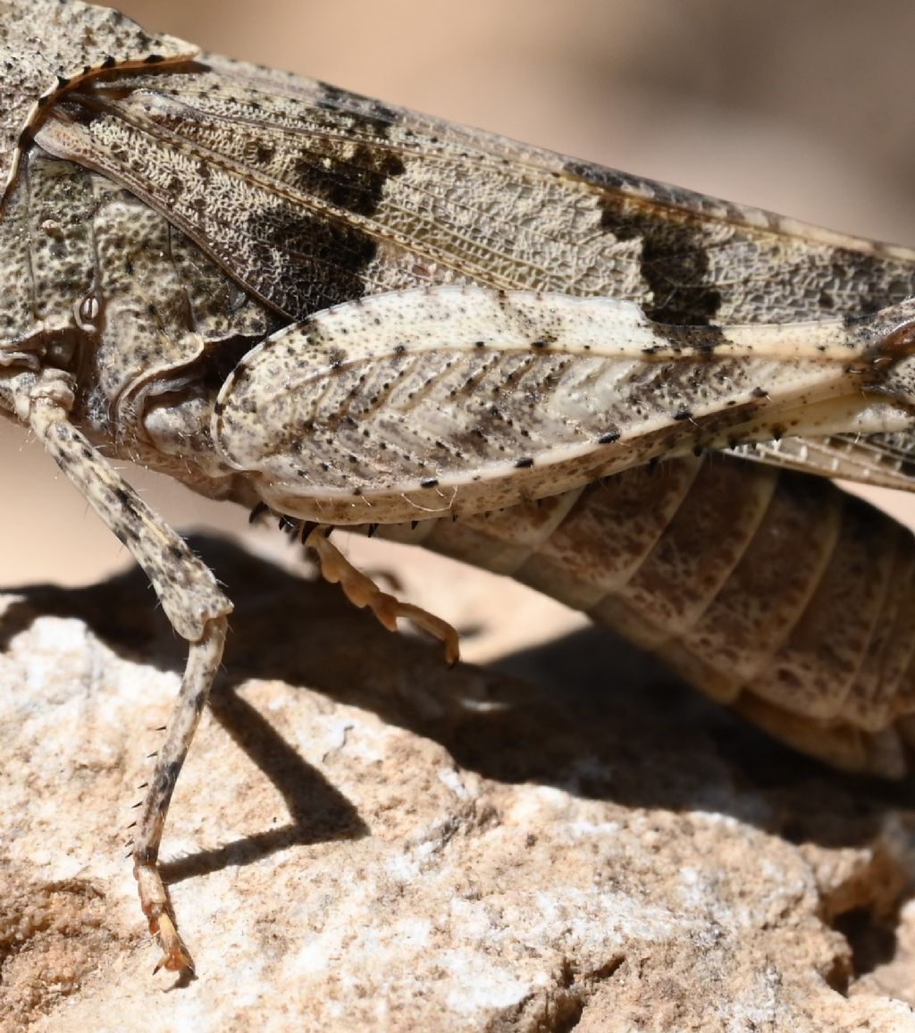Identificazione cavalletta