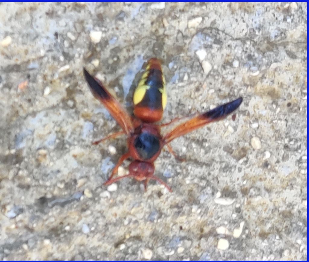 Vespidae Eumeninae : Rhynchium oculatum