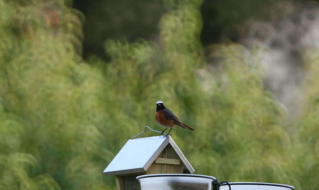 Prime foto birdgarden - Codirosso