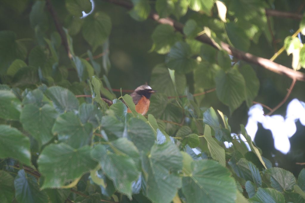 Prime foto birdgarden - Codirosso