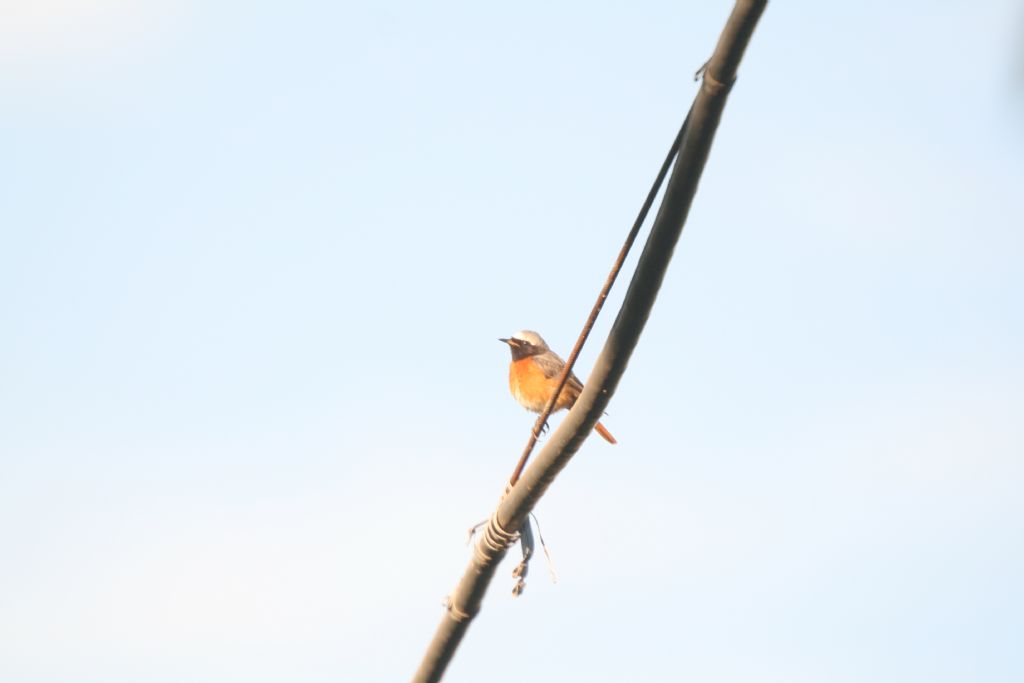 Prime foto birdgarden - Codirosso