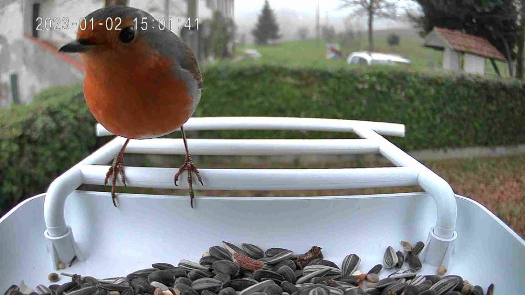 Mangiatoia sostituita causa muffa