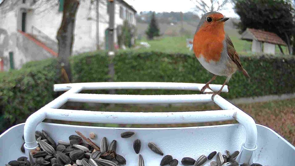 Mangiatoia sostituita causa muffa