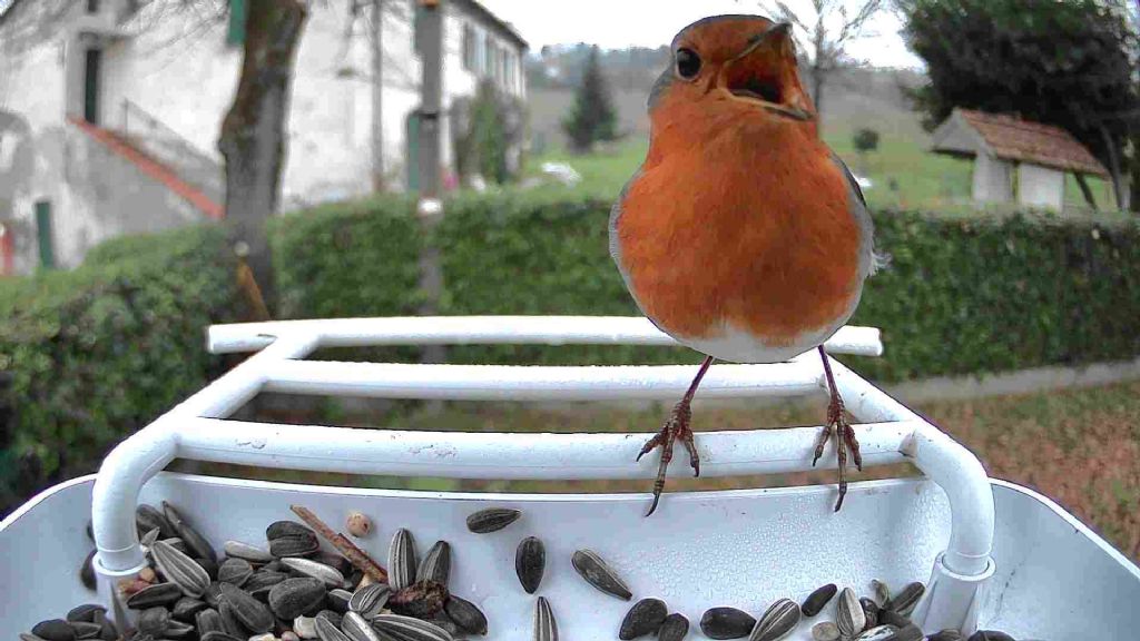 Mangiatoia sostituita causa muffa