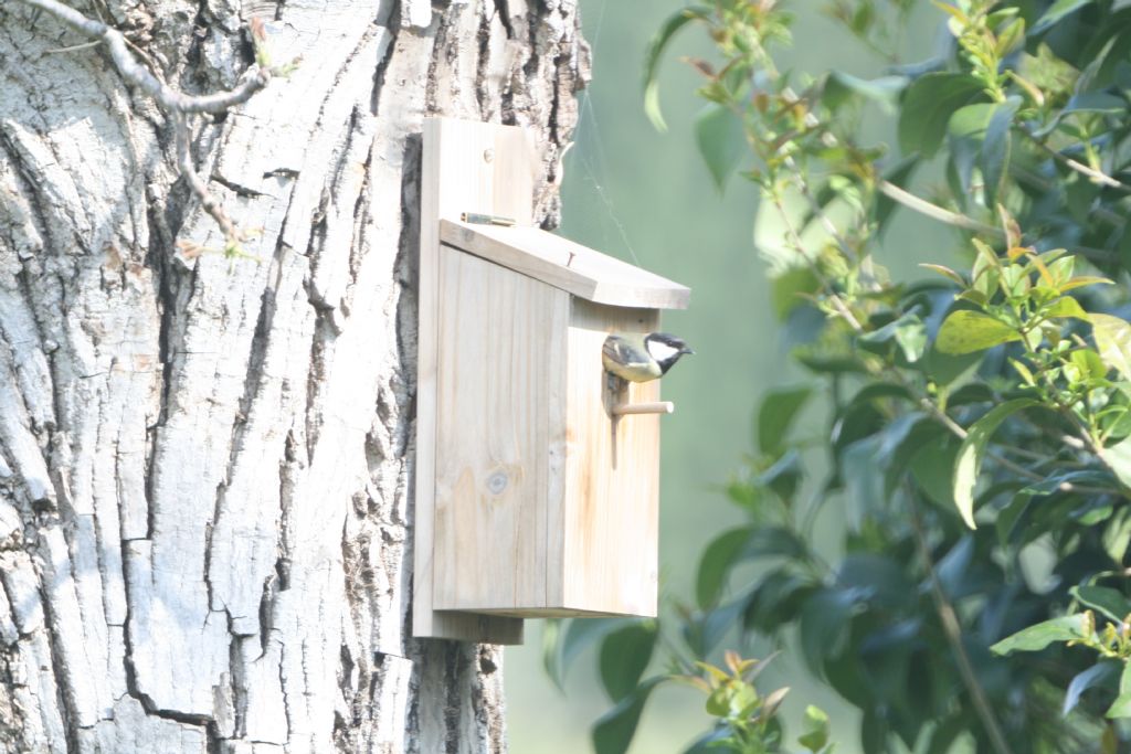 Nido per cincie in attivit�