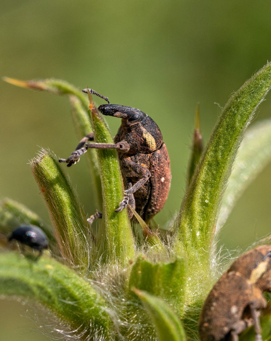 Curculionidae: Lepyrus ? No, Larinus maurus