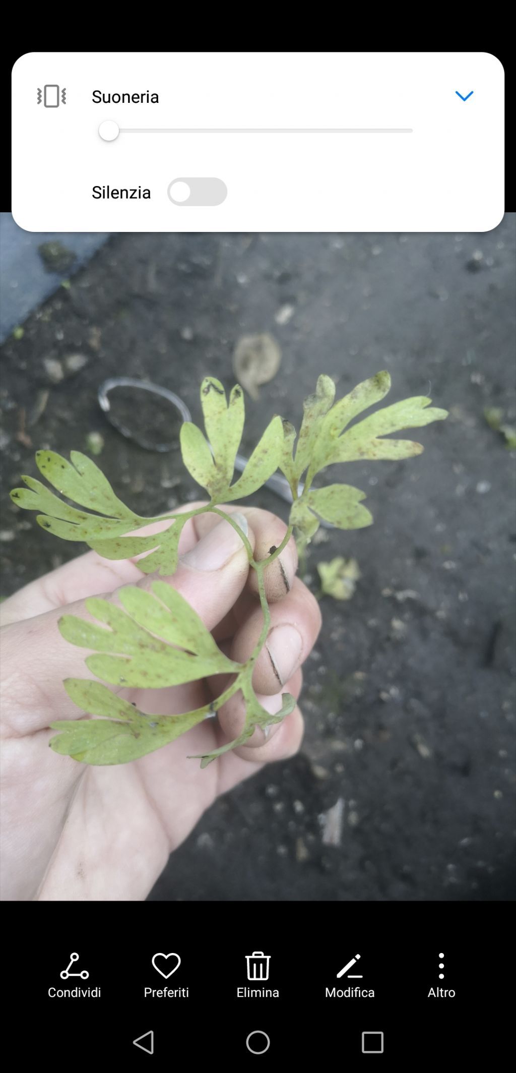 Malattia pianta di carota