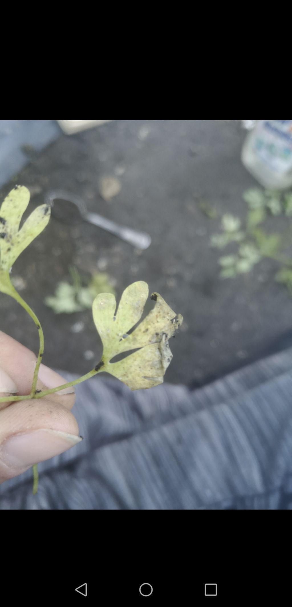 Malattia pianta di carota