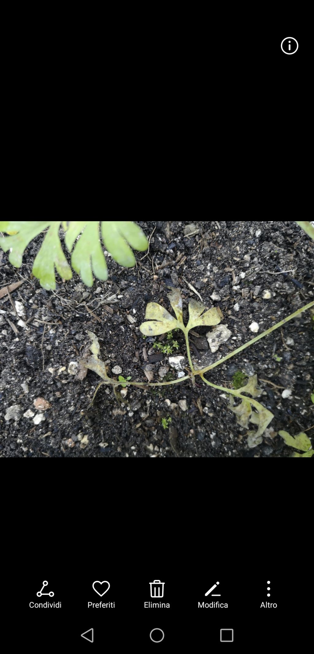 Malattia pianta di carota