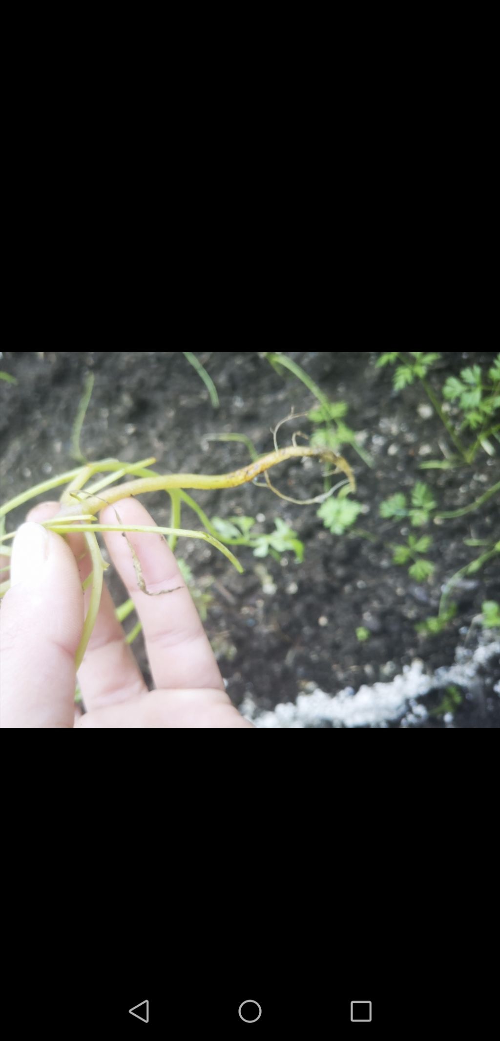 Malattia pianta di carota