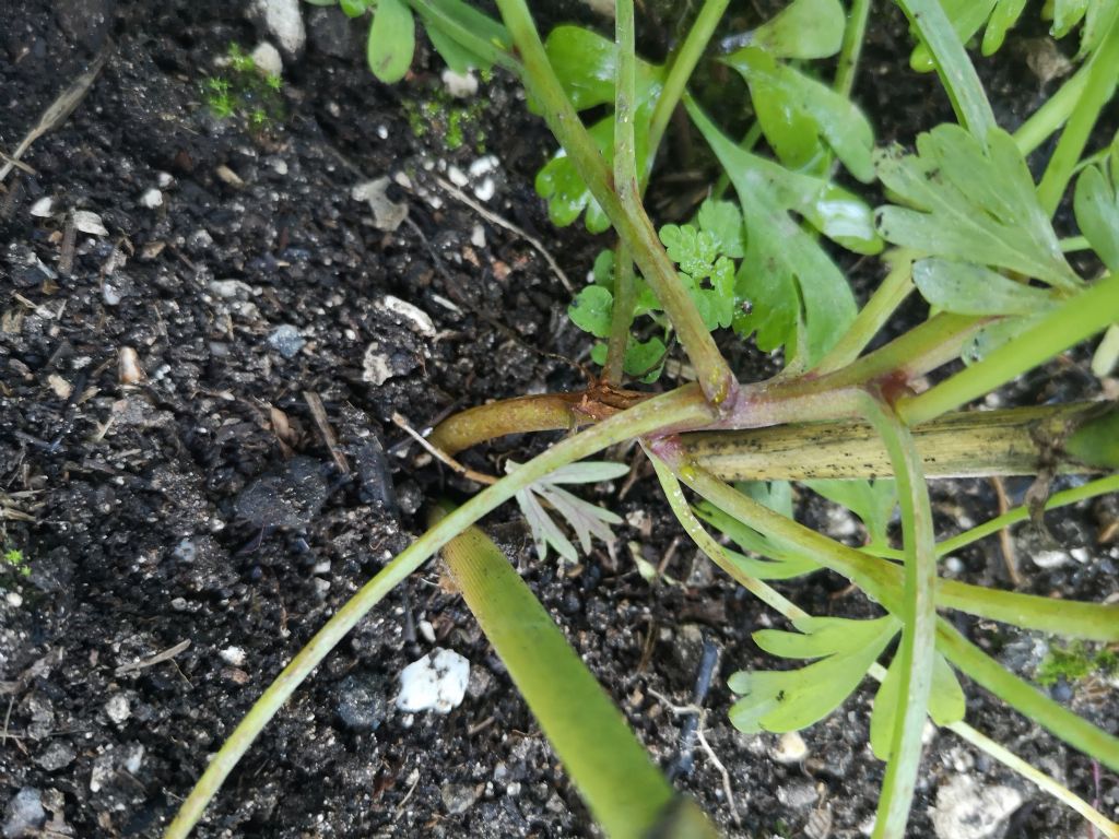 Malattia pianta di carota