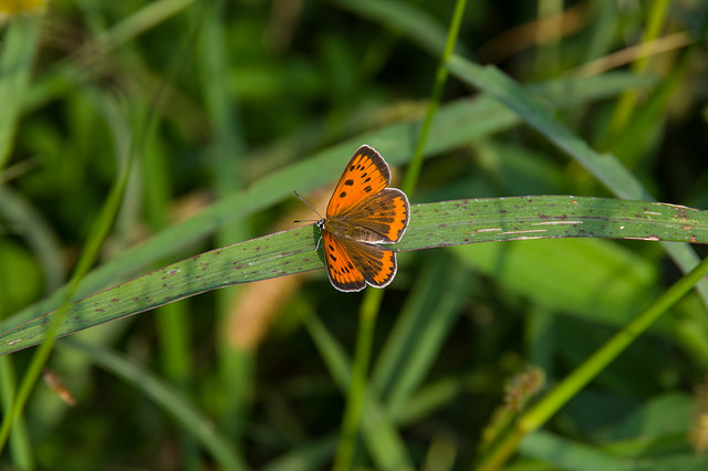 Lycaena dispar ?  Si, Lycaena dispar femmina