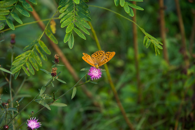 Argynnis sp.? S, Argynnis paphia, maschio