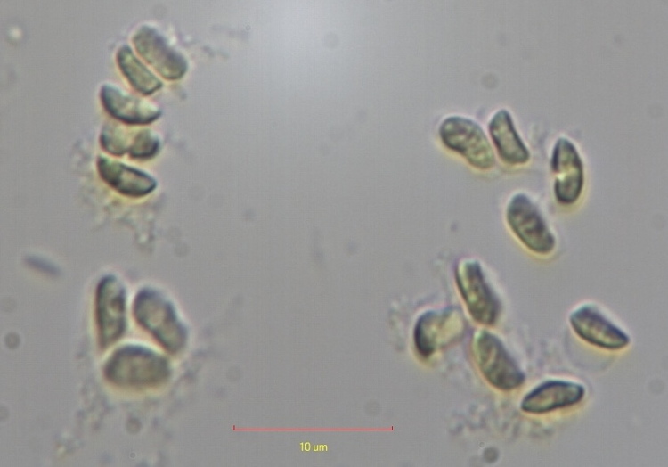 da det (Trichaptum biforme)