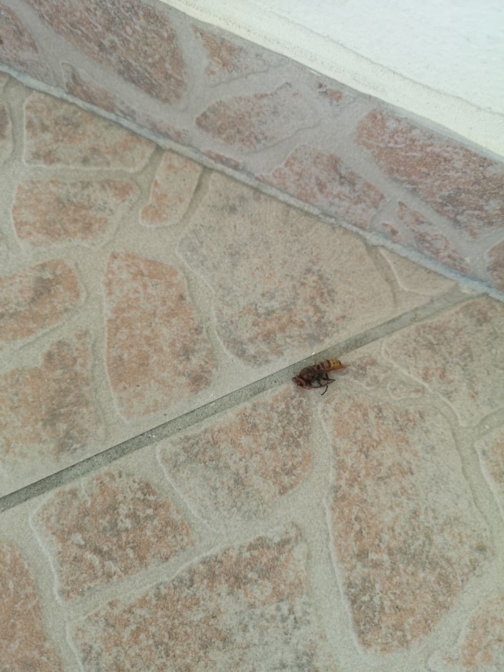 Vespa crabro info