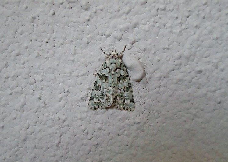 Noctuidae Nyctobrya (Bryopsis) muralis? S