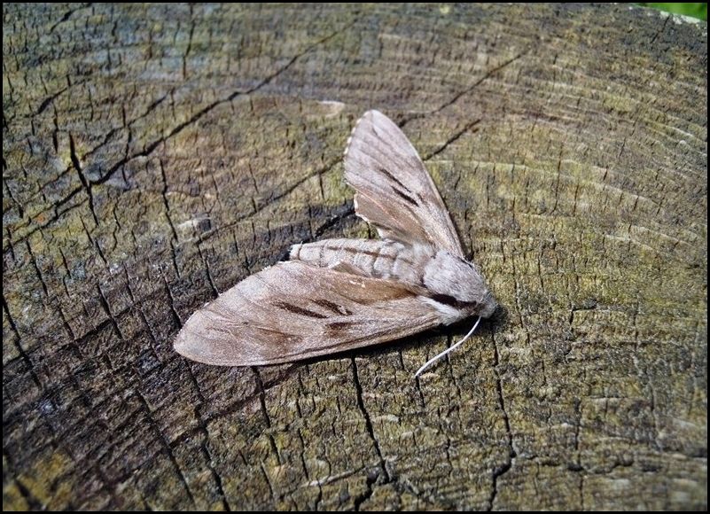 Sphingidae Agrius convolvuli? No, Sphinx pinastri