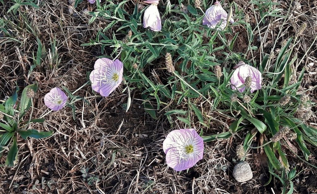 Oenothera speciosa