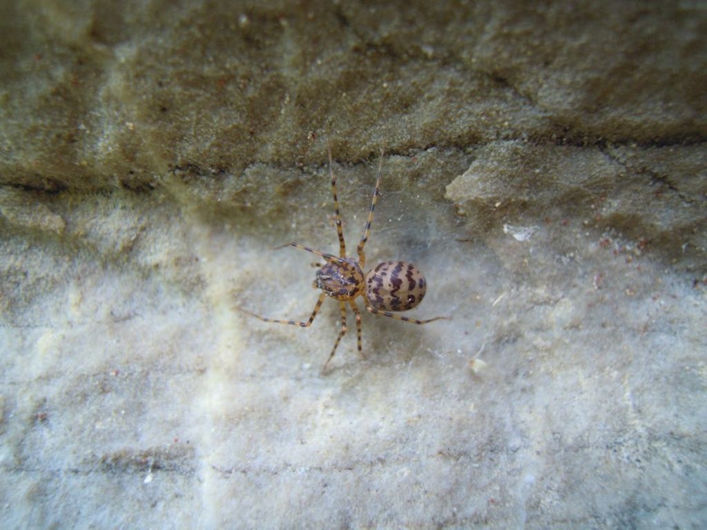 Scytodes thoracica - Brescia