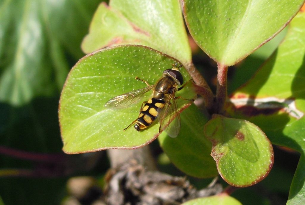 Syrphidae: Eupeodes corollae da confermare