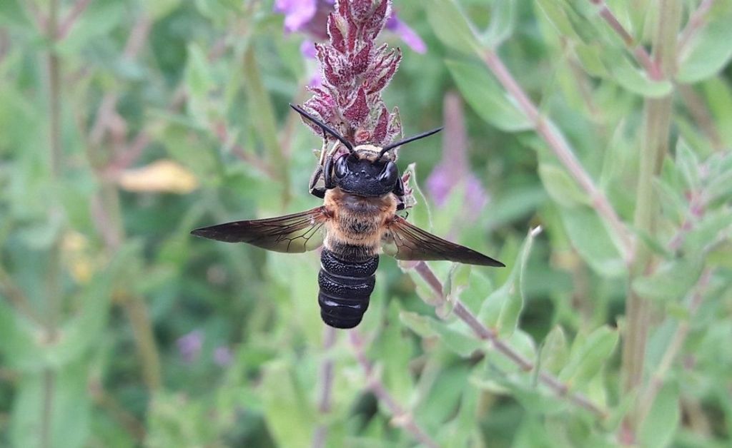 dittero? No, Megachile sculpturalis (Apidae Megachilinae)