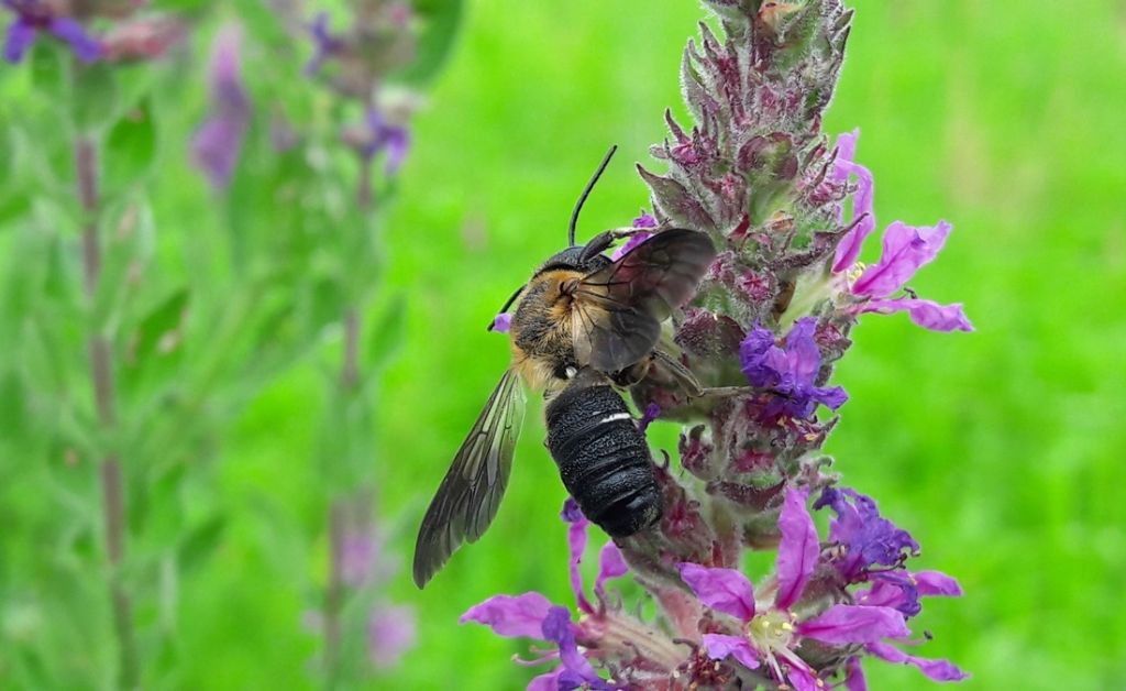 dittero? No, Megachile sculpturalis (Apidae Megachilinae)