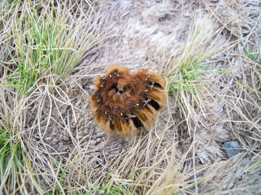 Bruco di farfalla in montagna: Lasiocampa (Lasiocampa) quercus - Lasiocampidae