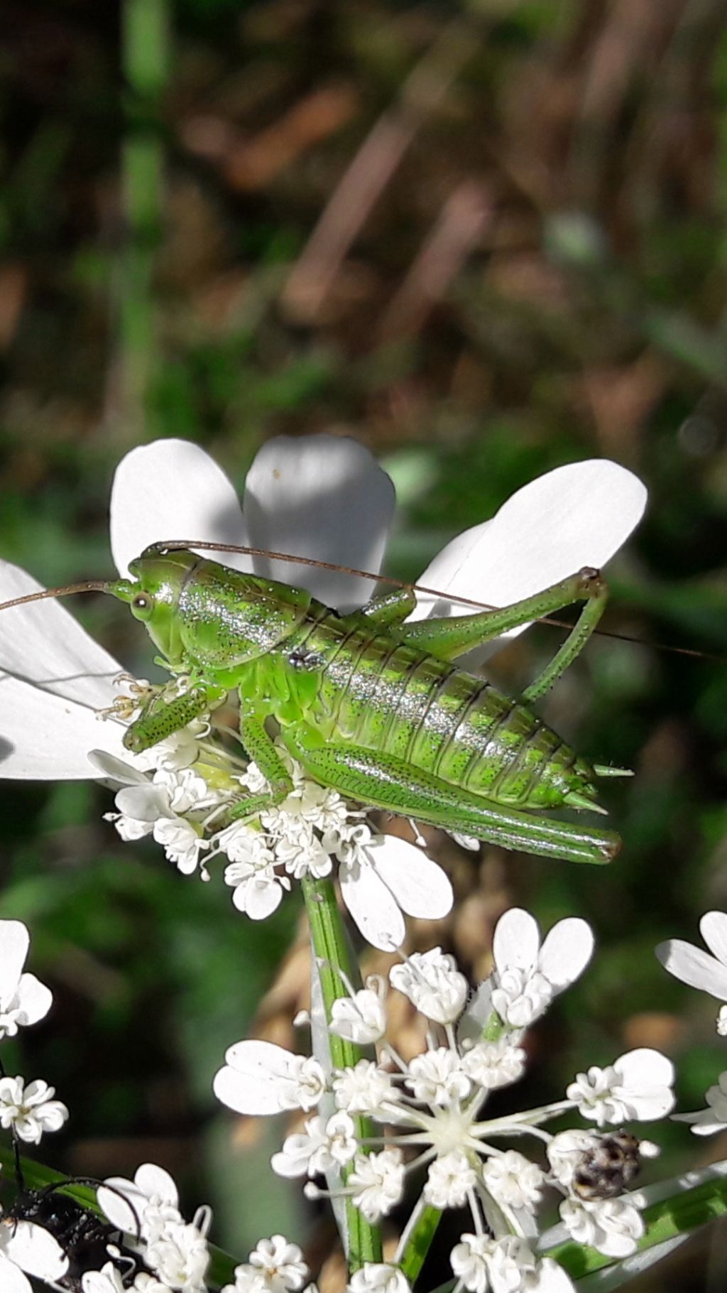 Ortottero verde: ninfa di Tettigonia viridissima