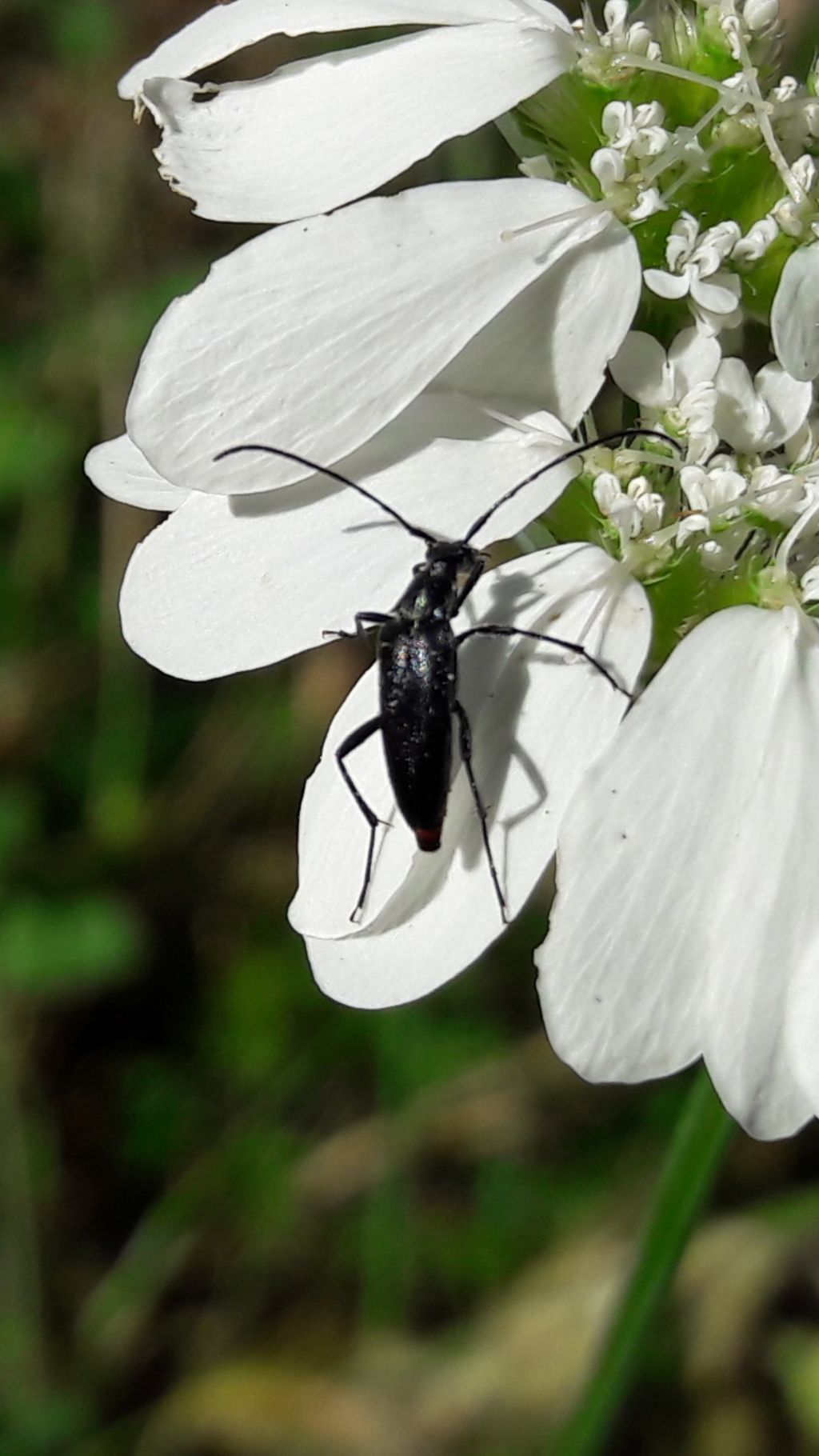 Cerambycidae: Stenurella nigra, femmina
