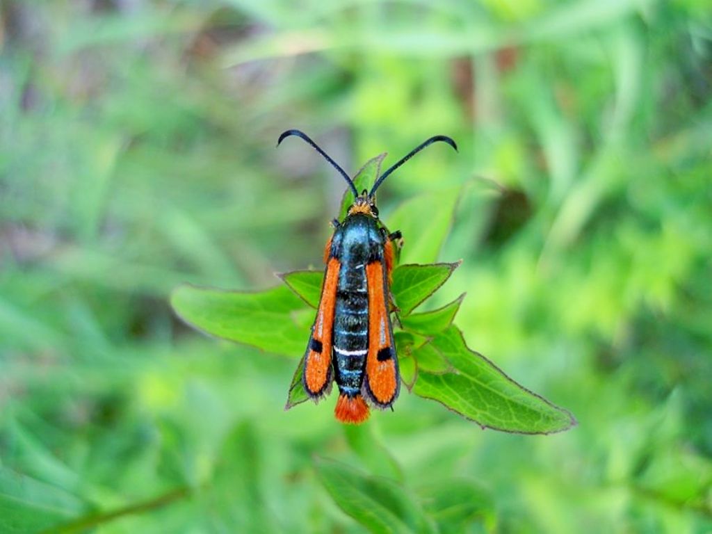 Pyropteron chrysidiforme? S !