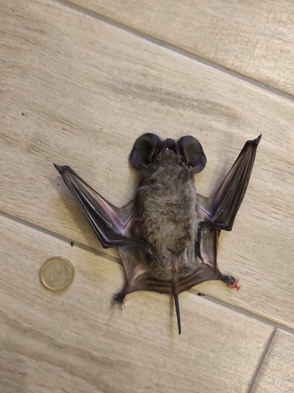 Di quale pipistrello si tratta?