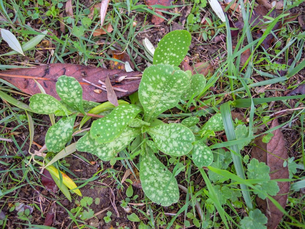 Cerinthe major (Boraginaceae)