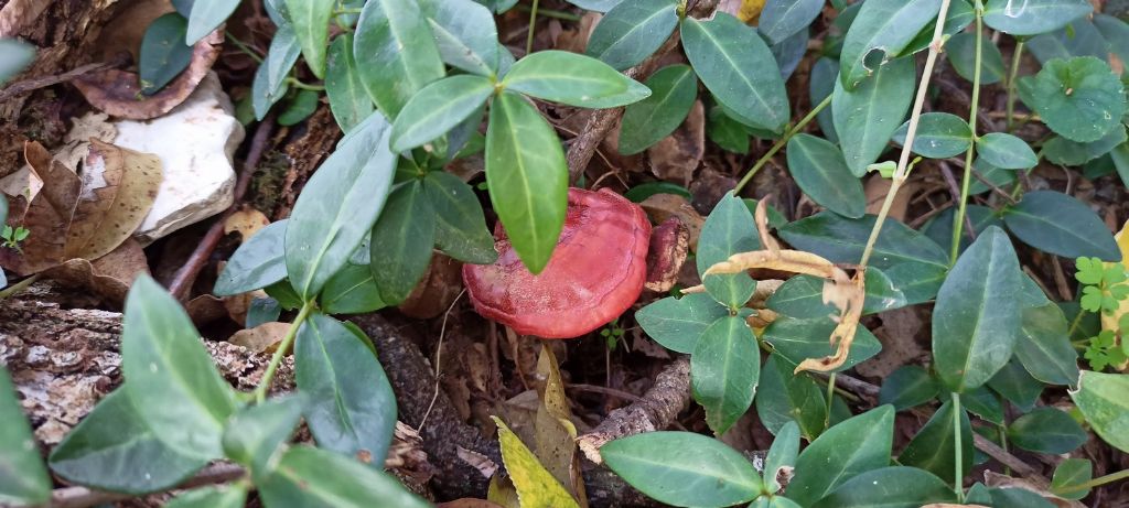 Ganoderma lucidum?