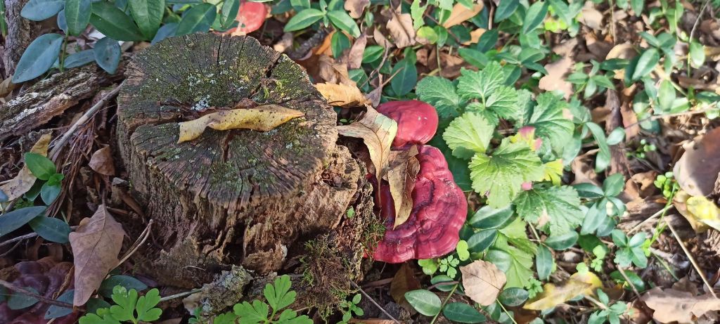 Ganoderma lucidum?