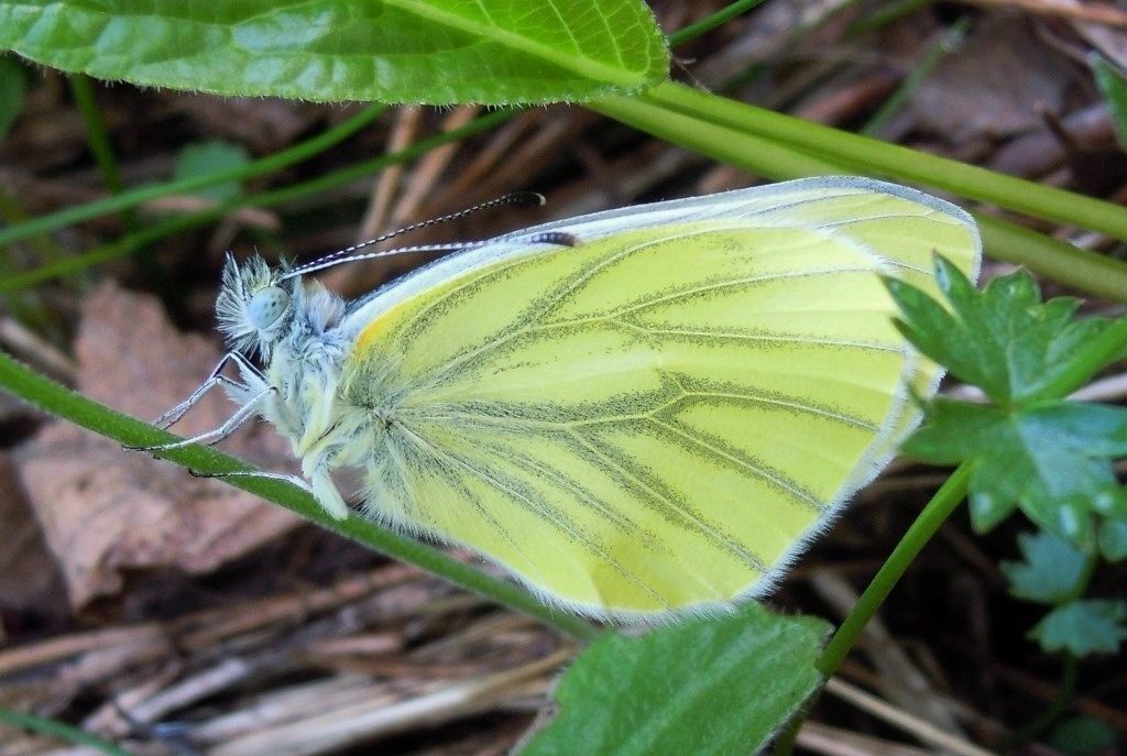 Pieridae: Pieris cfr. bryoniae