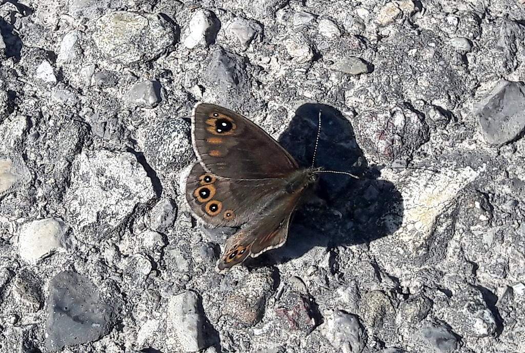 Lasiommata petropolitana - Nymphalidae Satyrinae