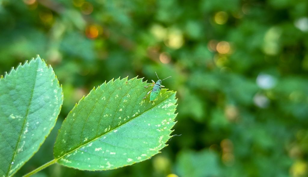 Curculionidae: cfr. Polydrusus sp., maschio