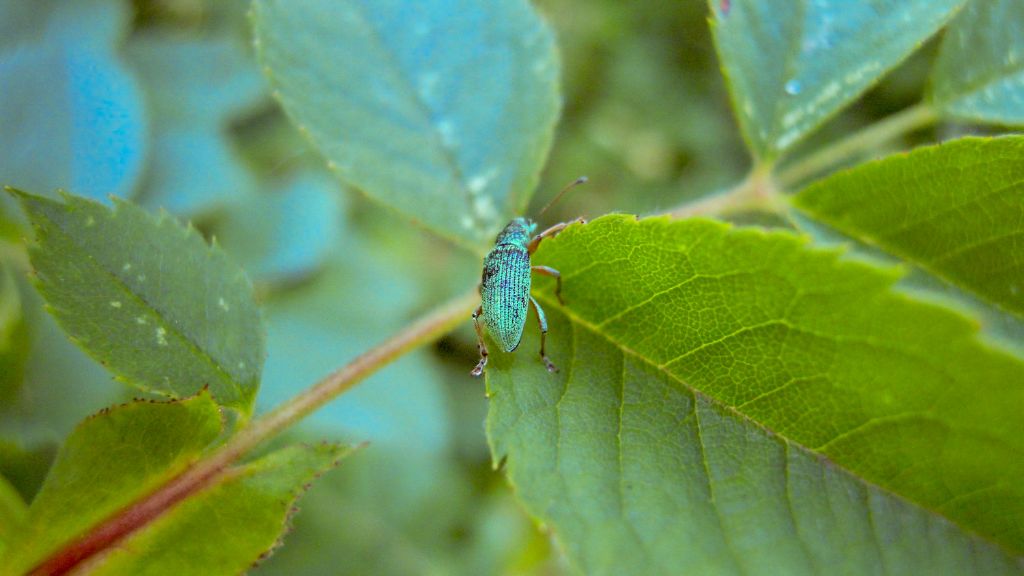 Curculionidae: cfr. Polydrusus sp., maschio