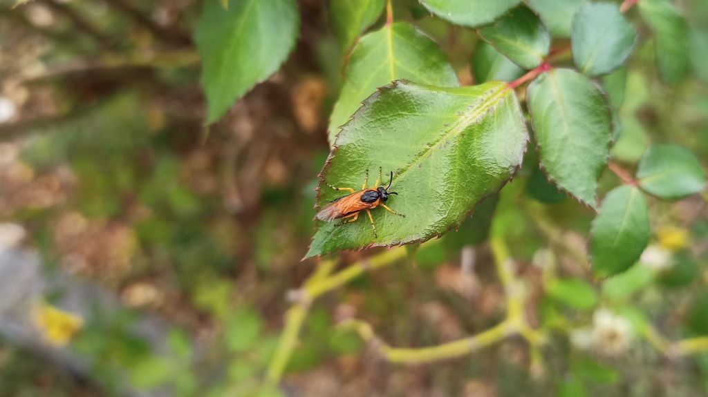 Tenthredinidae: Arge rosae