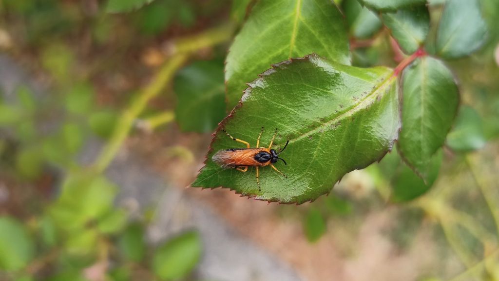 Tenthredinidae: Arge rosae