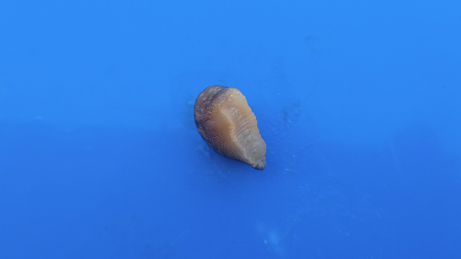 Che mollusco ? Grazie.