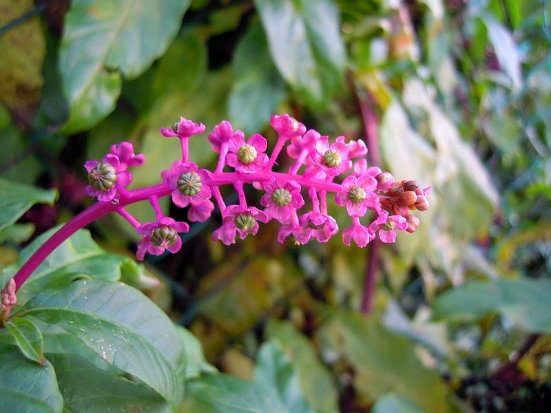Phytolacca americana