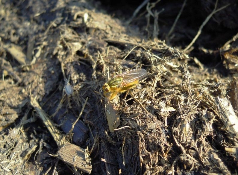 Scathophaga stercoraria maschio (Scathophagidae)