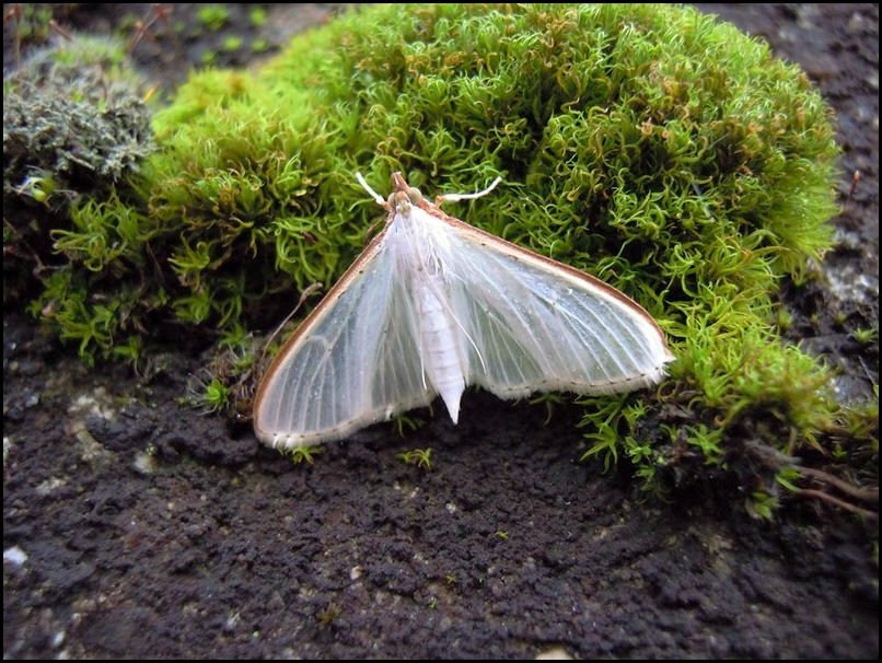 Farfalla senza nome: Palpita vitrealis - Crambidae