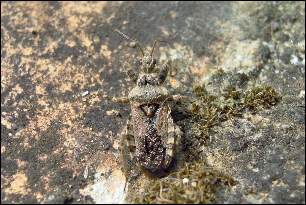 Reduviidae:  Coranus griseus