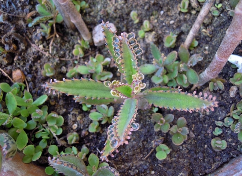 Kalanchoe x houghtonii  (Crassulaceae)