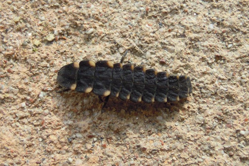 Larva di Lampyris noctiluca